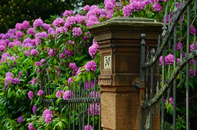 The beauty of flowering shrubs