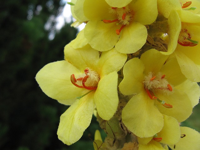 Mullein is not only a beautiful plant
