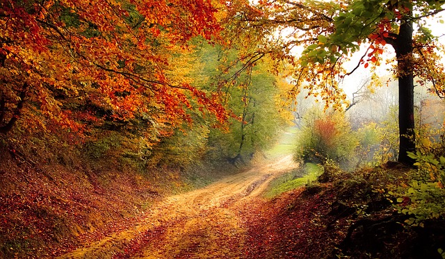 Autumn Season – Garden