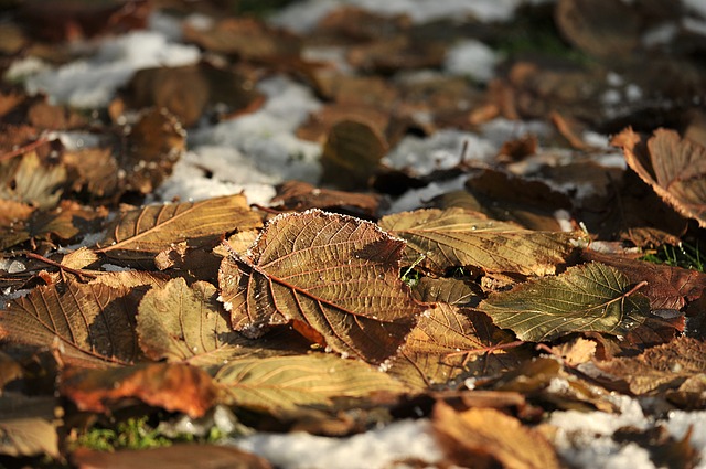 Winterize Your Garden