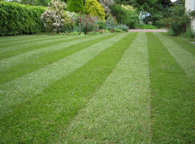 A garden full of health